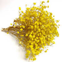 1 x Yellow Gypsophila/Babys Breath