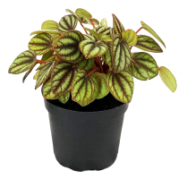 1 x  Potted Peperomia Red Edge