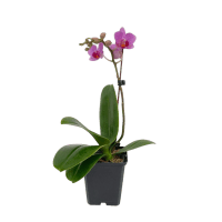 2 x Pink Potted Small Phalaenopsis Orchid Plant