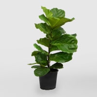1 x  Ficus Lyrata Fiddle Leaf Plant
