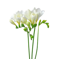 4 x White Freesias