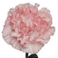 3 x Pale Pink Carnation (Sim)