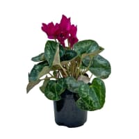 1 x Purple Potted Cyclamen