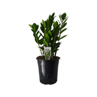 1 x  Zanzibar Plant