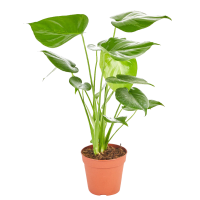 1 x  Potted Maggie Plant