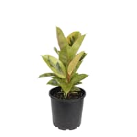 1 x  Ficus Shivereana Plant