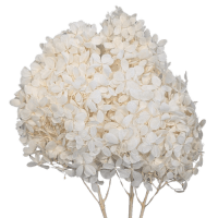 1 x White Preserved Dried 1/4 Stem Hydrangea