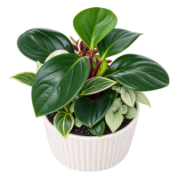 1 x  Succulent Garden Mix White Ceramic Pot
