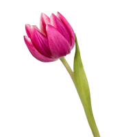 10 x Hot Pink Tulips