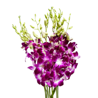 2 x Hot Pink Singapore Orchids