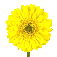 8 x Yellow Mini Gerberas