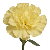1 x Lemon Carnation (Sim)