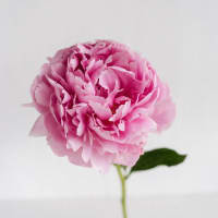 10 x Pink Peonies Sarah Bernhardt Peonies