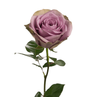 6 x Mauve Rose