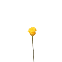 3 x Yellow Rose
