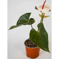 1 x White Potted Anthurium Plant