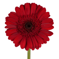 1 x Red Mini Gerberas