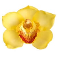 3 x Yellow Cymbidium Flower