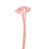 3 x Pink Billy Buttons