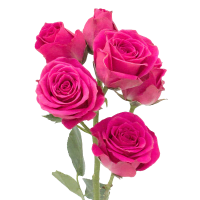 1 x Hot Pink Spray Roses
