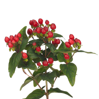 1 x Red Hypericum