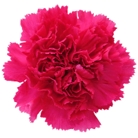 3 x Hot Pink Carnation (Sim)