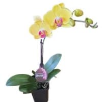 1 x Yellow Potted Large Phalaenopsis Orchid Plant