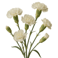 3 x White Carnations   Spray