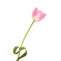 2 x Pale Pink Tulips