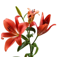 1 x Red La Lilies