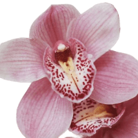 10 x Pink Cymbidium Flower