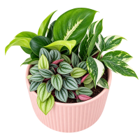 1 x  Succulent Garden Mix Pink Ceramic Pot