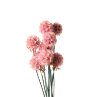 2 x Pale Pink Preserved Dried Scabiosa Pods