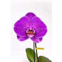 3 x Hot Pink Phalaenopsis Single Bloom