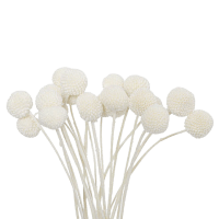 3 x White Billy Buttons
