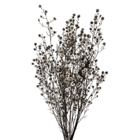 1 x Natural Preserved Dried Stirlingia