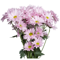 2 x Pale Pink Chrysanthemums