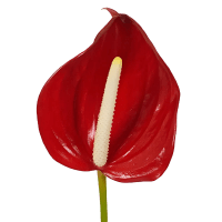 2 x Red Anthuriums