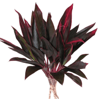 1 x Red Trop Top