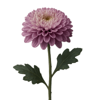 1 x Mauve Coloured Disbuds
