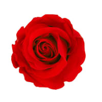 1 x Red Preserved Rose Splendid
