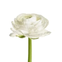 10 x White Ranunculus