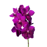 4 x Purple Vanda Orchid