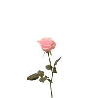 1 x Pale Pink Rose