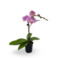 1 x Pale Pink Potted Phalaenopsis Plant