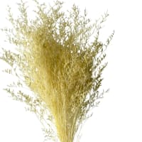 1 x Gold Emile Misty