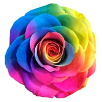 1 x Rainbow Preserved Rose Splendid