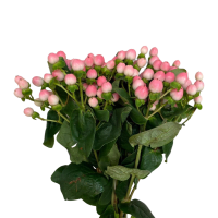 1 x Pink Hypericum