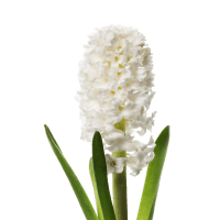 3 x White Hyacinths