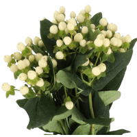 1 x White Hypericum